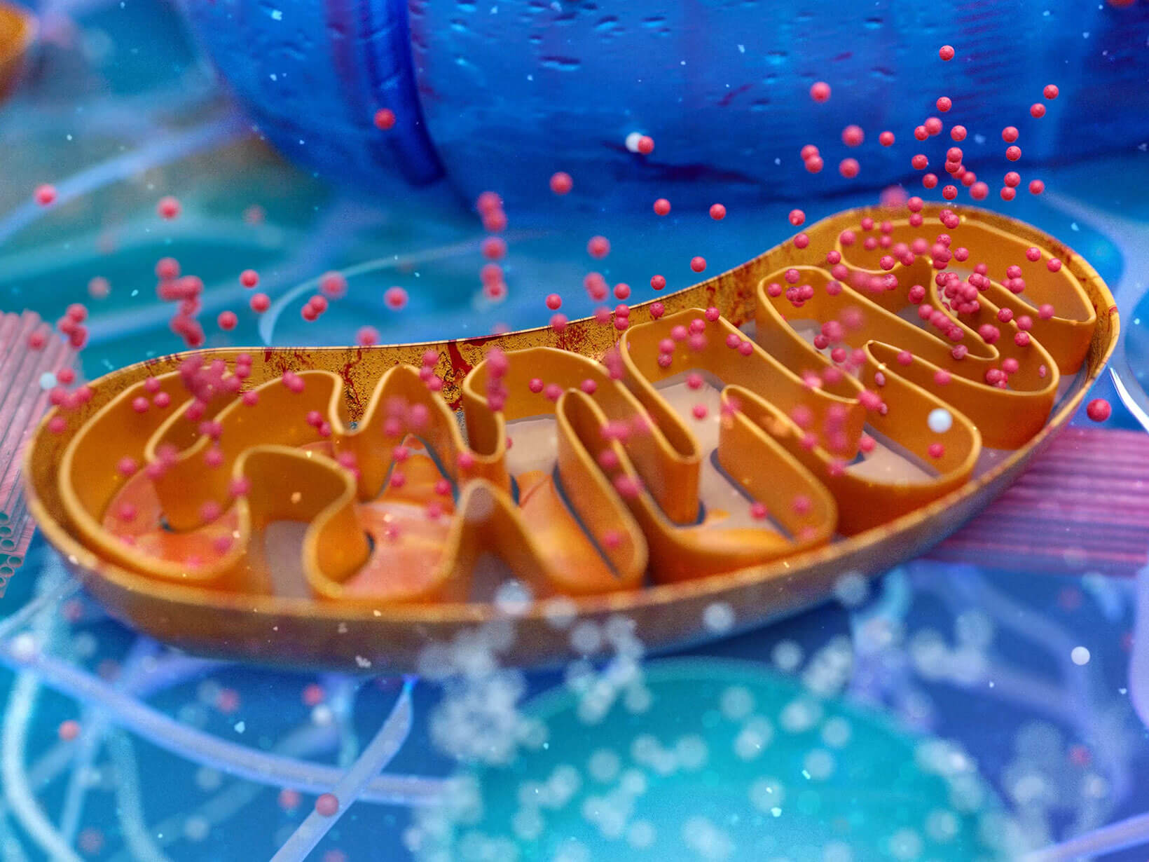 Kleinsche Felder f&uuml;r Mitochondrien-St&auml;rkung
